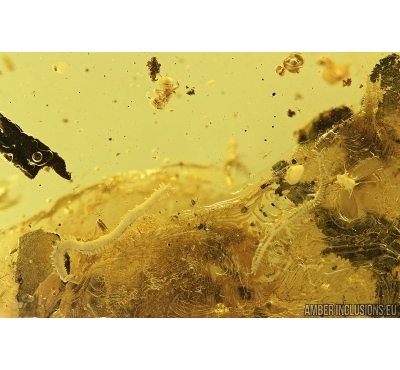  Three Centipedes Geophilidae and More.  Fossil inclusions in Ukrainian amber #7766