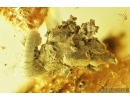 Millipede, Diplopoda. Fossil inclusion in Baltic amber #7767