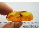 Nice Spider, Araneae. Fossil inclusion in Baltic amber stone #7768
