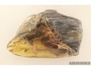 Big 33mm! Wood fragment. Fossil inclusion in Baltic amber #7769