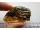 Big 33mm! Wood fragment. Fossil inclusion in Baltic amber #7769