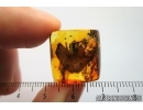 VERY NICE, BIG 12mm! FLOWER. Fossil inclusion in Baltic amber #7771