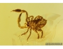 Pseudoscorpion and Hover Fly, Syrphidae. Fossil inclusion in Baltic amber #7772