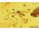 3 Millipedes, Diplopoda and Gnat. Fossil inclusions in Baltic amber #7781