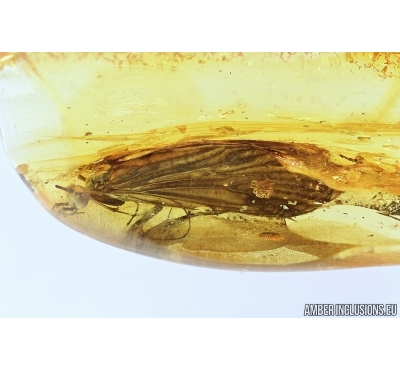 Big Caddisfly, Trichoptera and Spider, Araneae. Fossil inclusions in Baltic amber #7782