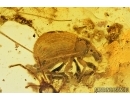 Centipede Chilopoda  and Snout Bark Weevil Beetle Curculionidae Entiminae. Fossil inclusions in Baltic amber #7788