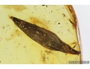 Nice Leaf, Plant. Fossil inclusion in Baltic amber #7746