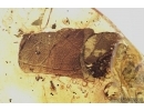 Rare Beetle water Larva (Adephaga), Caterpillar case, Spider and More. Fossil inclusions in Baltic amber #7802