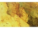 Rare Beetle water Larva (Adephaga), Caterpillar case, Spider and More. Fossil inclusions in Baltic amber #7802