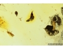 Two Beetles larvae, Probably Skin beetles, Dermestidae. Fossil insects in Baltic amber #7803