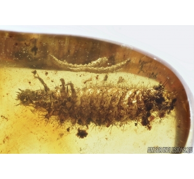 Checkered beetle larva, Cleridae and Two larvae, probably Biting midge Ceratopogonidae. Fossil insects in Baltic amber #7809