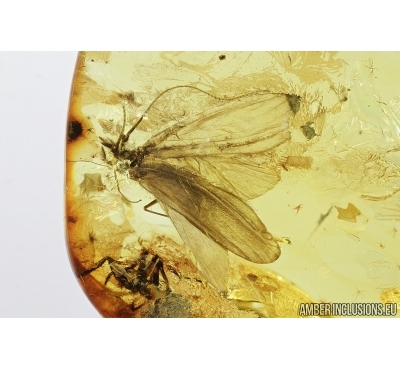 Caddisfly, Trichoptera and Spider, Araneae. Fossil inclusions in Baltic amber #7822
