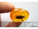 Very Big 16mm! Caddisfly, Trichoptera. Fossil insect in Big Baltic amber #7824