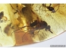 Psyllid, Snipe Fly, Ant, Wasp and More. Fossil inclusions in Baltic amber stone #7830