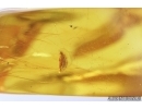 Millipede, Polyxenidae in Spider Web! Fossil inclusion in Baltic amber #7832