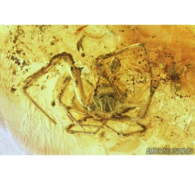 Spider, Dance fly and Aphid. Fossil inclusions in Baltic amber #7835