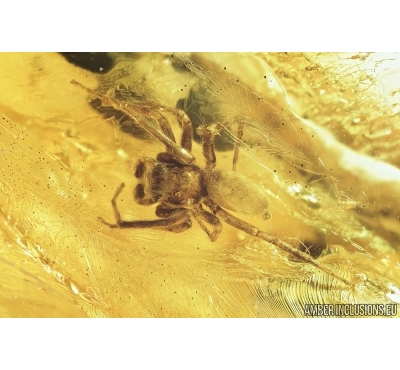 Nice Jumping Spider, Salticidae and Dolichopodidae, Long-legged fly. Fossil inclusions in Baltic amber #7836