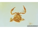 Pseudoscorpion and More. Fossil inclusions in Baltic amber #7837
