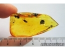 3 Thujites with cones. Fossil inclusions in Baltic amber #7838