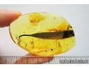 Big 57mm! Leaf, Plant. Fossil inclusion in Ukrainian amber #7840