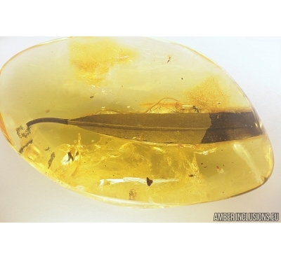 Big 57mm! Leaf, Plant. Fossil inclusion in Ukrainian amber #7840
