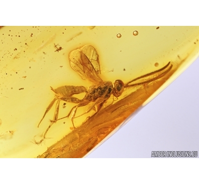 Ichneumonidae, Ichneumon Wasp. Fossil insect in Baltic amber #7850