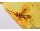 Ichneumonidae, Ichneumon Wasp. Fossil insect in Baltic amber #7850