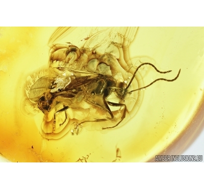 Big Wasp and Nice Coccid. Fossil insects in Baltic amber #7852