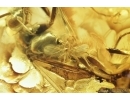 Big Wasp and Nice Coccid. Fossil insects in Baltic amber #7852
