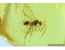 Winged Ant, Hymenoptera. Fossil inclusion in Baltic amber #7854