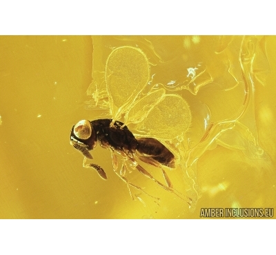 Parasitoid wasp, Pteromalidae. Fossil inclusion in Baltic amber #7855