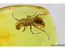 Very rare Cockroach Wasp, Ampulicidae. New spec! Fossil insect in Baltic amber #7856