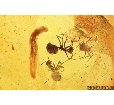 6 Ants and Dipterans Larva. Fossil insects in Baltic amber #7857