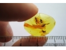 4 Long-legged flies, Dolichopodidae and small Wasp. Fossil insects in Baltic amber #7861