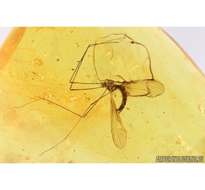 Nice Crane Fly, Limoniidae. Fossil insect in Baltic amber #7864