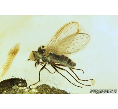 Rare Dance Fly, Hybotidae. Fossil insect in Baltic amber #7866