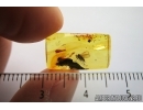 Rare Dance Fly, Hybotidae. Fossil insect in Baltic amber #7866