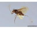 Nice Coccid, Wasp and True Midge Chironomidae. Fossil insects in Baltic amber #7868