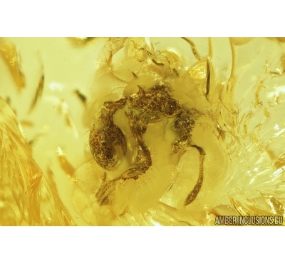 Ant Myrmicinae and True Midge Chironomidae. Fossil insects in Baltic amber #7869