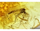 Ant Myrmicinae and True Midge Chironomidae. Fossil insects in Baltic amber #7869