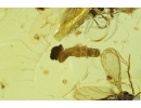 Beetle Larva, Dark-Winged fungus gnats, Mite, Ant and More. Fossil insects in Baltic amber stone #7870