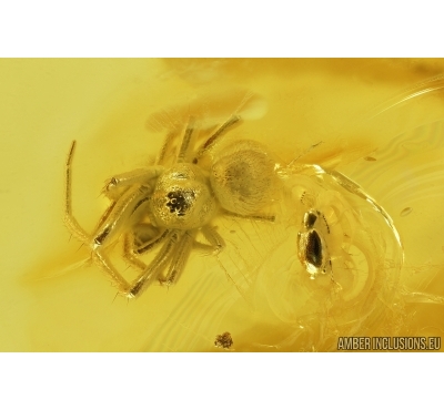 Spider Araneae and Beetle Coleoptera. Fossil inclusions in Baltic amber #7872