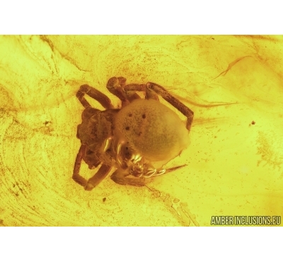 Nice Spider, Araneae. Fossil inclusion in Baltic amber stone #7873
