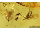Spider, Aphid and Gnats. Fossil inclusions in Baltic amber #7875