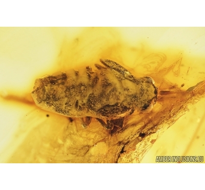 Cicadomorpha, Cicadeilidae nymph. Fossil inclusions in Baltic amber #7877