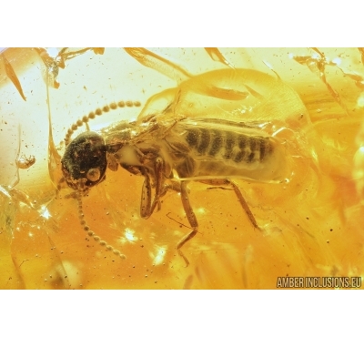 Termite, Isoptera. Fossil inclusion in Baltic amber stone #7878