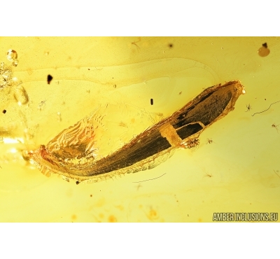 Leaf, Plant. Fossil inclusion in Baltic amber #7881