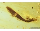 Leaf, Plant. Fossil inclusion in Baltic amber #7881