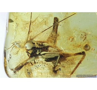 Big 10mm! Cricket, Orthoptera. Fossil insect in Baltic amber #7882