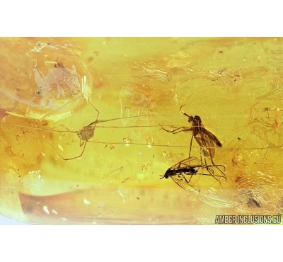 Harvestman Opiliones, Dance flies Empididae and True Midges Chironomidae. Fossil inclusions in Baltic amber #7888
